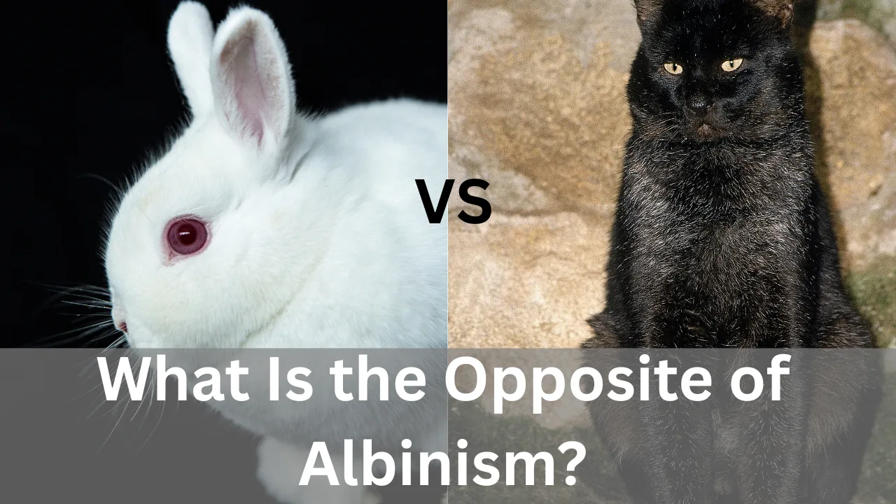 What Is the Opposite of Albinism